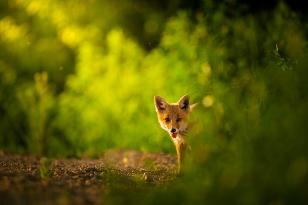 Red fox cub , Vulpes Vulpes